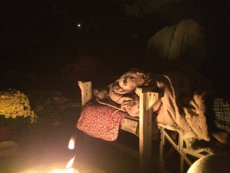 Jiffy out by the fire